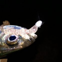 オフになると、釣り