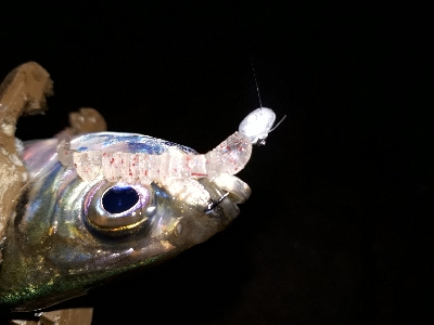 オフになると、釣り