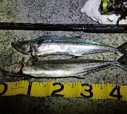 サゴシ狙い的中