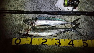 サゴシ狙い的中