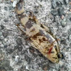 キス釣り　～12月にキス！？～