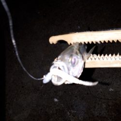 仕事を終えて、アジングを堪能