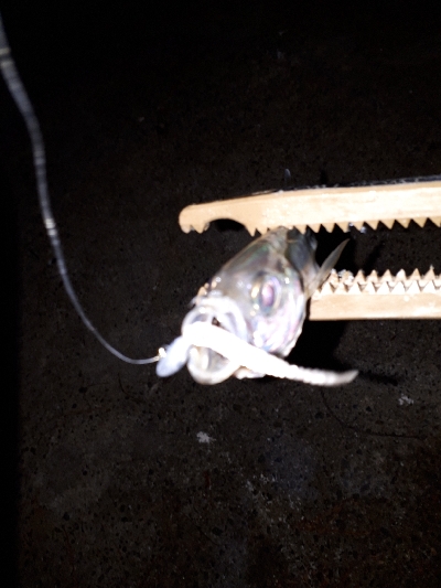 仕事を終えて、アジングを堪能