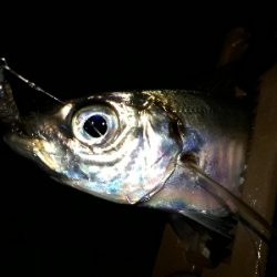 たのいしぃーなぁ~