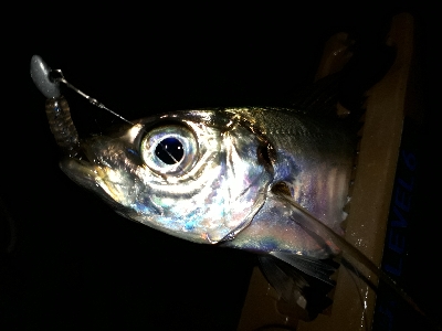 たのいしぃーなぁ~