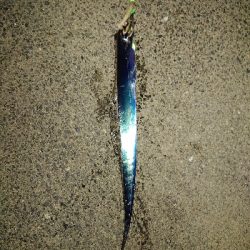 タチウオ釣れたけど