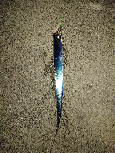 タチウオ釣れたけど