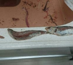 セットアッパーで初