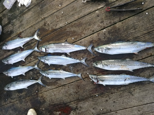 サゴシカッターの嵐