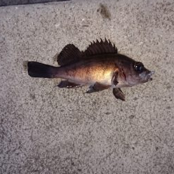 メバリング調査