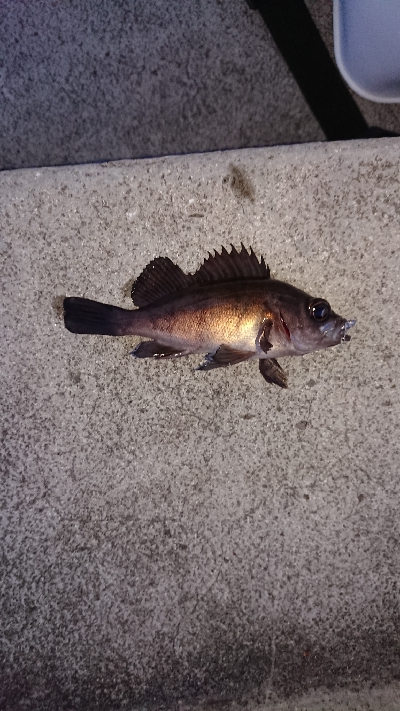 メバリング調査