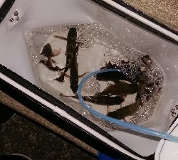 メバリング調査