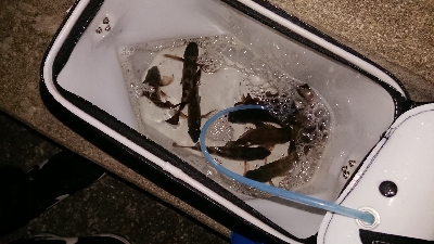 メバリング調査