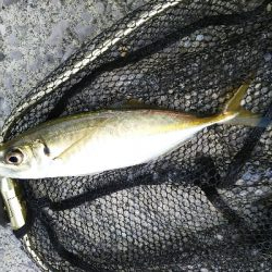 アジング佐田岬遠征①