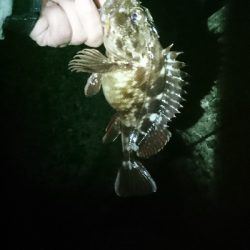 アコウにガシラ