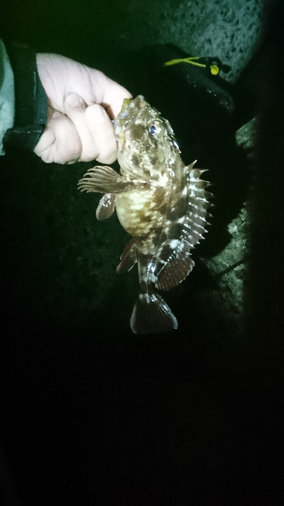 アコウにガシラ