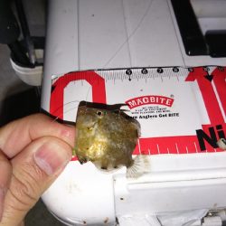 まだまだ数釣り