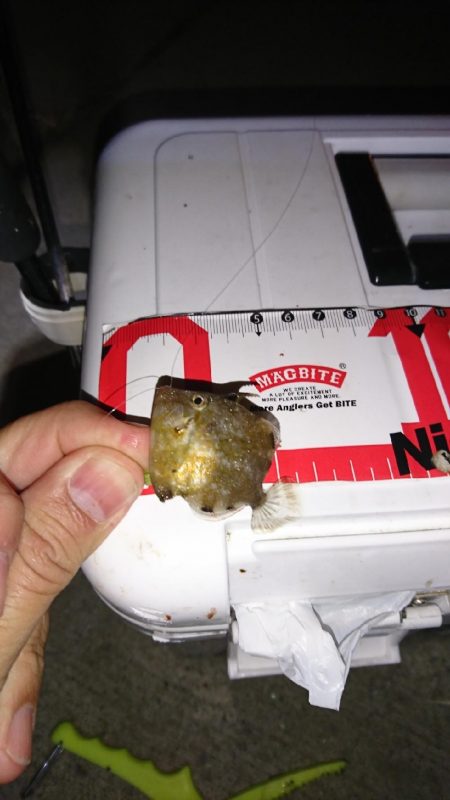 まだまだ数釣り