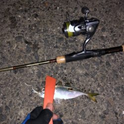 久々のアジング&メバリング