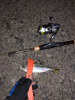 久々のアジング&メバリング