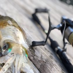 たぶん、アオリ納め