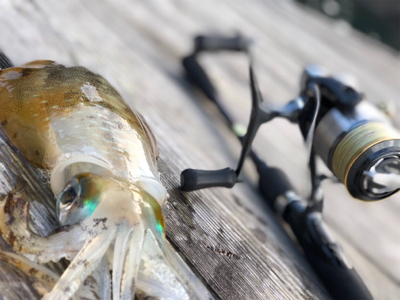 たぶん、アオリ納め