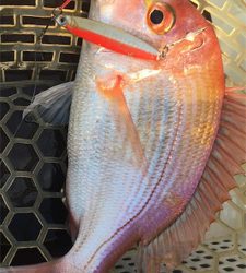 マイボートでサゴシ、ナブラ打ち!