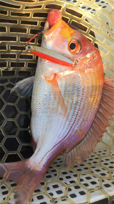 マイボートでサゴシ、ナブラ打ち!