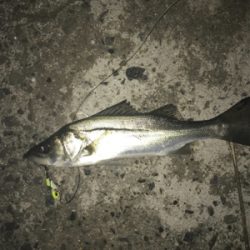 安定のチーバス祭り