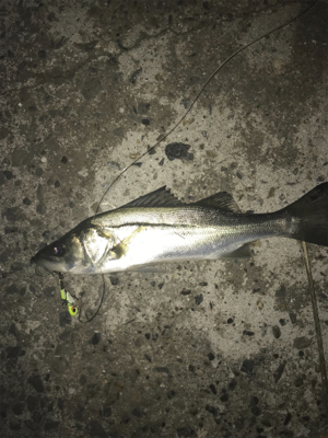 安定のチーバス祭り