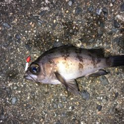 アーミーベイト(笑)。