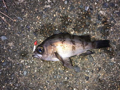 アーミーベイト(笑)。