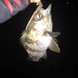 電気ウキ流し釣り