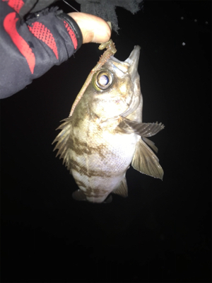 電気ウキ流し釣り