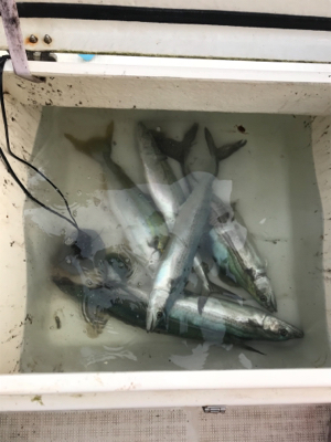 高波の中ジギング釣行