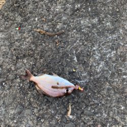 まさかのハマチ！！