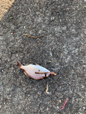 まさかのハマチ！！