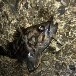 アジング＆ロックフィッシュ秋田港