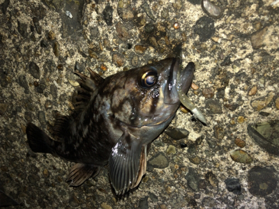 アジング＆ロックフィッシュ秋田港