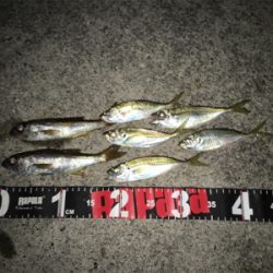 メバル狙いのはずが