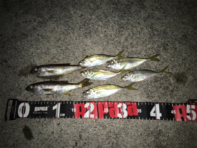 メバル狙いのはずが