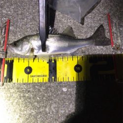 ヒイカとチーバス釣り(^ ^)