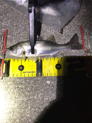 ヒイカとチーバス釣り(^ ^)