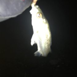 キビレ探しでしたが…