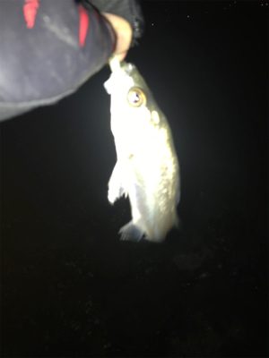 キビレ探しでしたが…