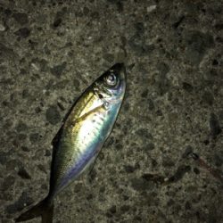 アジングからのメバリング