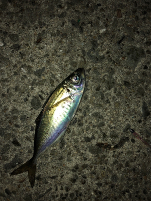 アジングからのメバリング