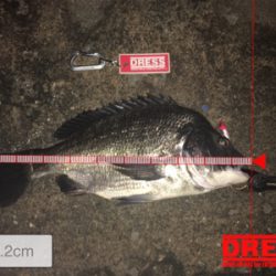 まさかのサバチヌ