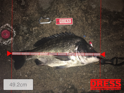 まさかのサバチヌ