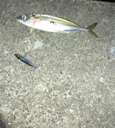 ランカーには届かず